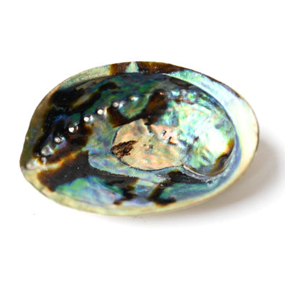 Abalone naturel (Ormeau) | Univers Minéral