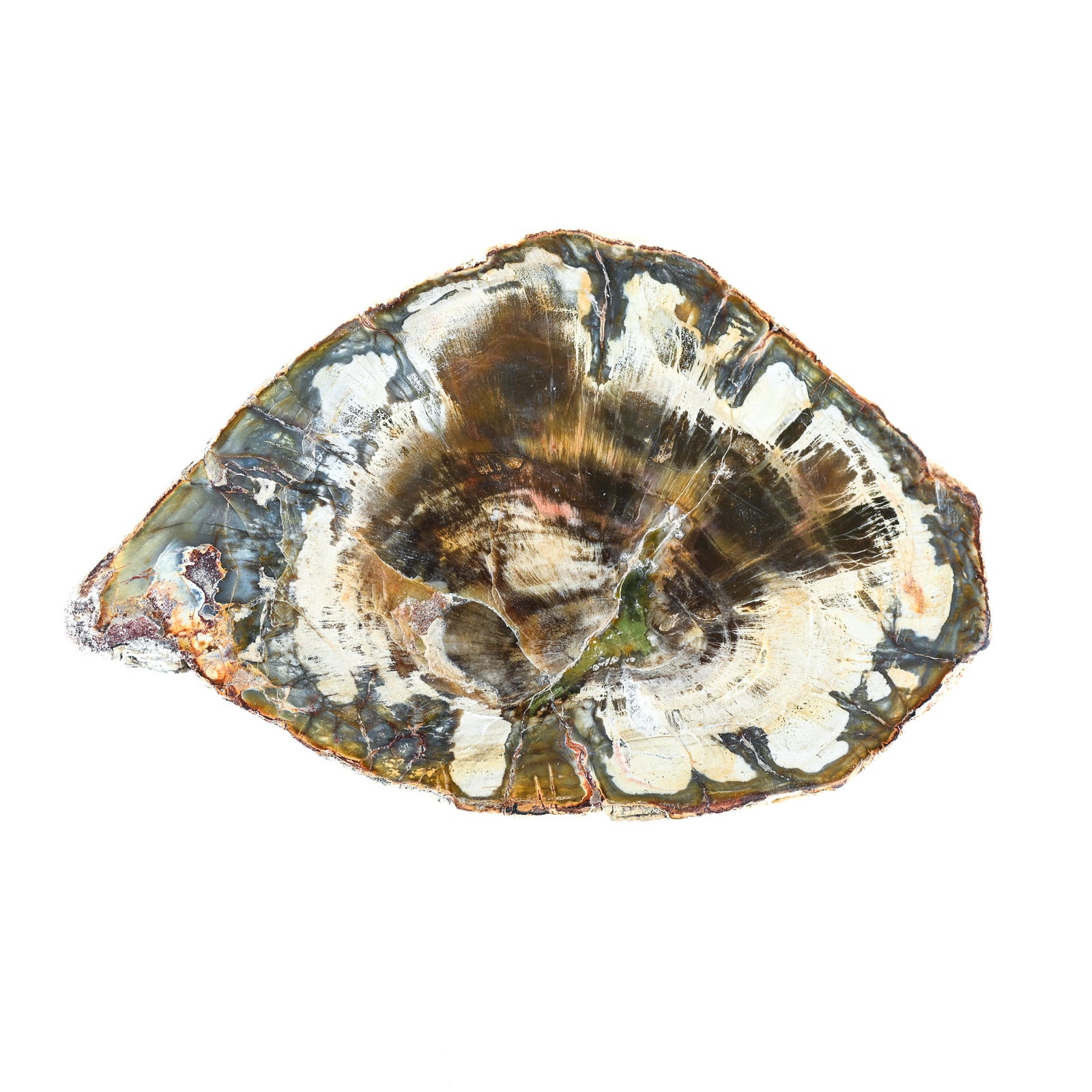 Bois fossilisé (bois pétrifié)