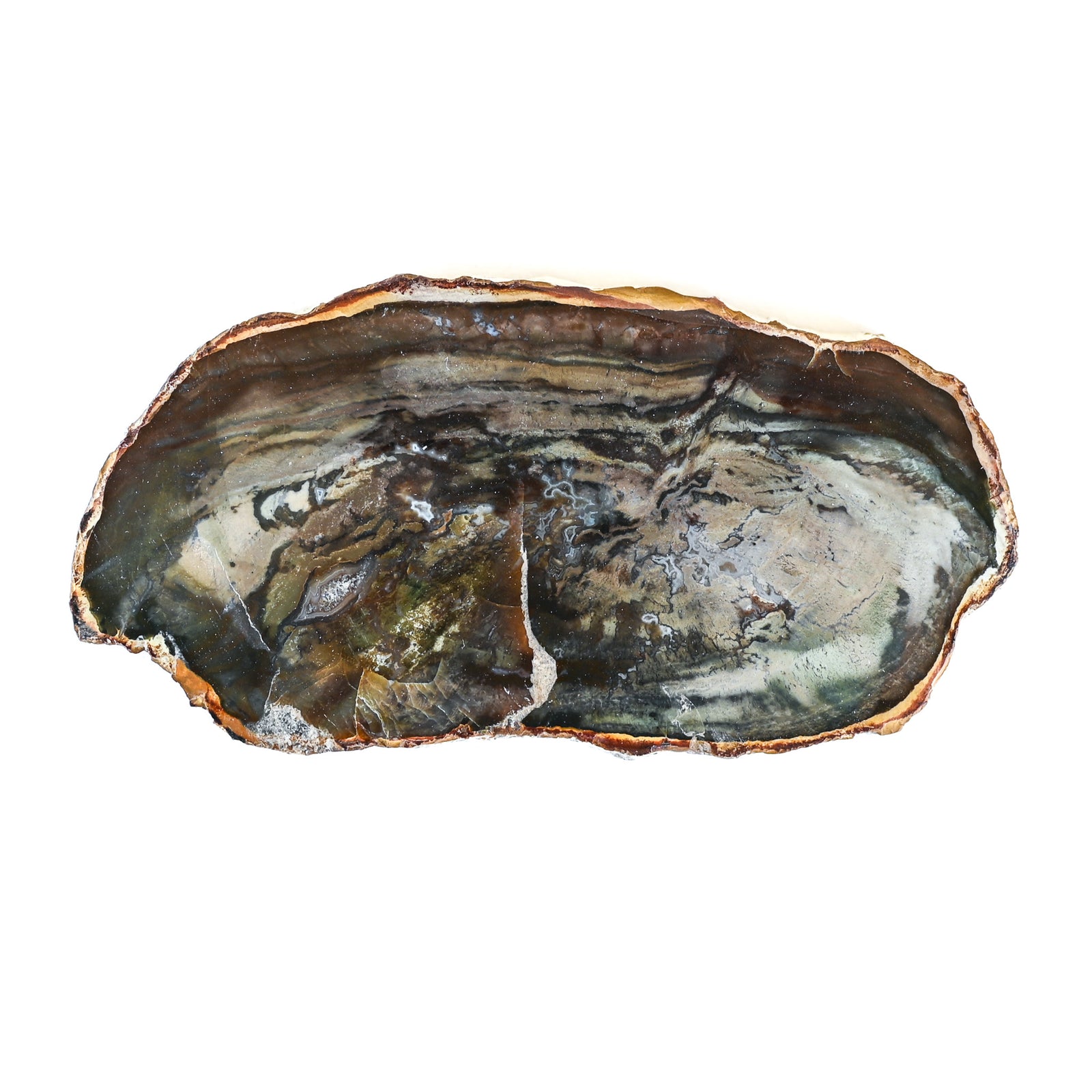 Bois fossilisé (bois pétrifié)