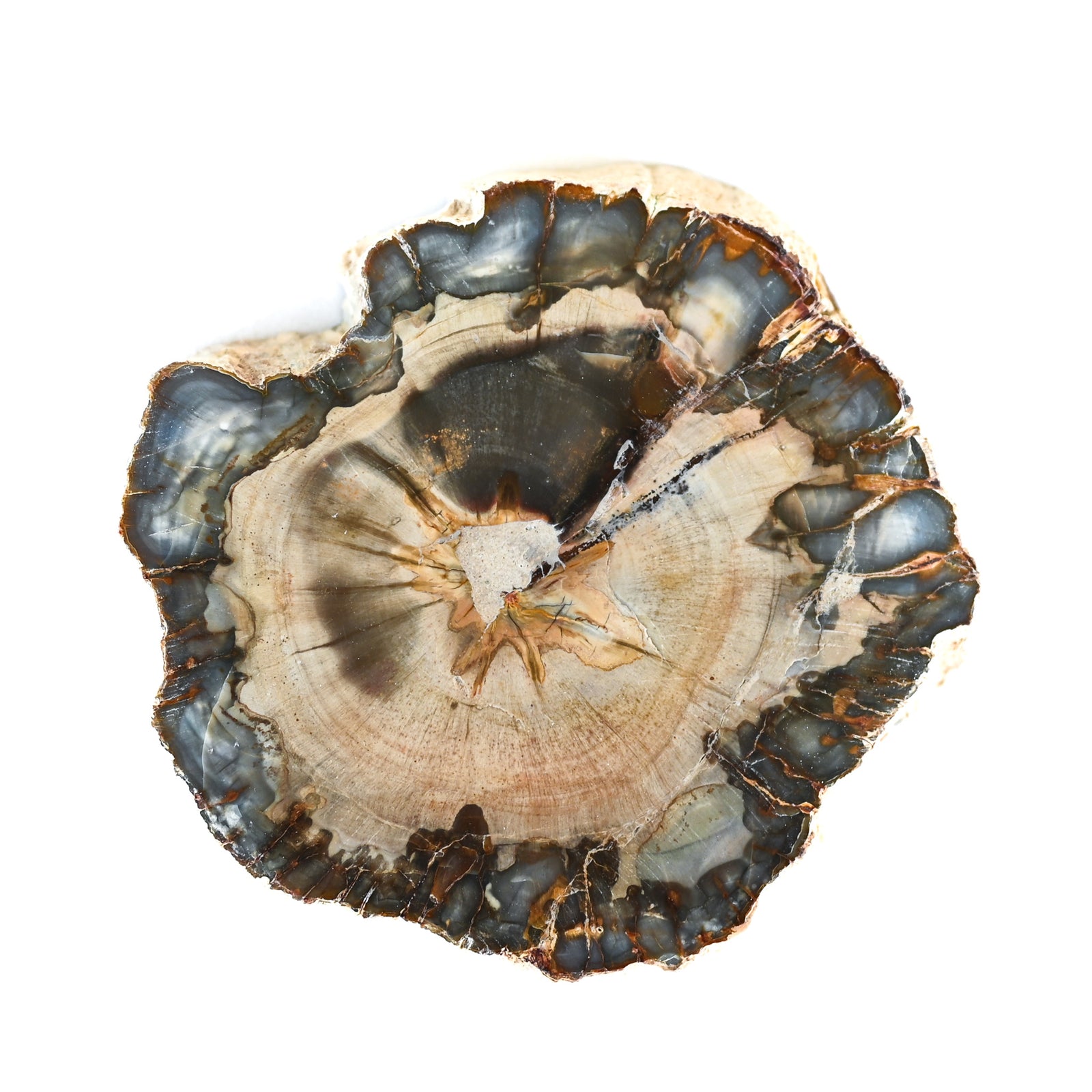 Bois fossilisé (bois pétrifié)