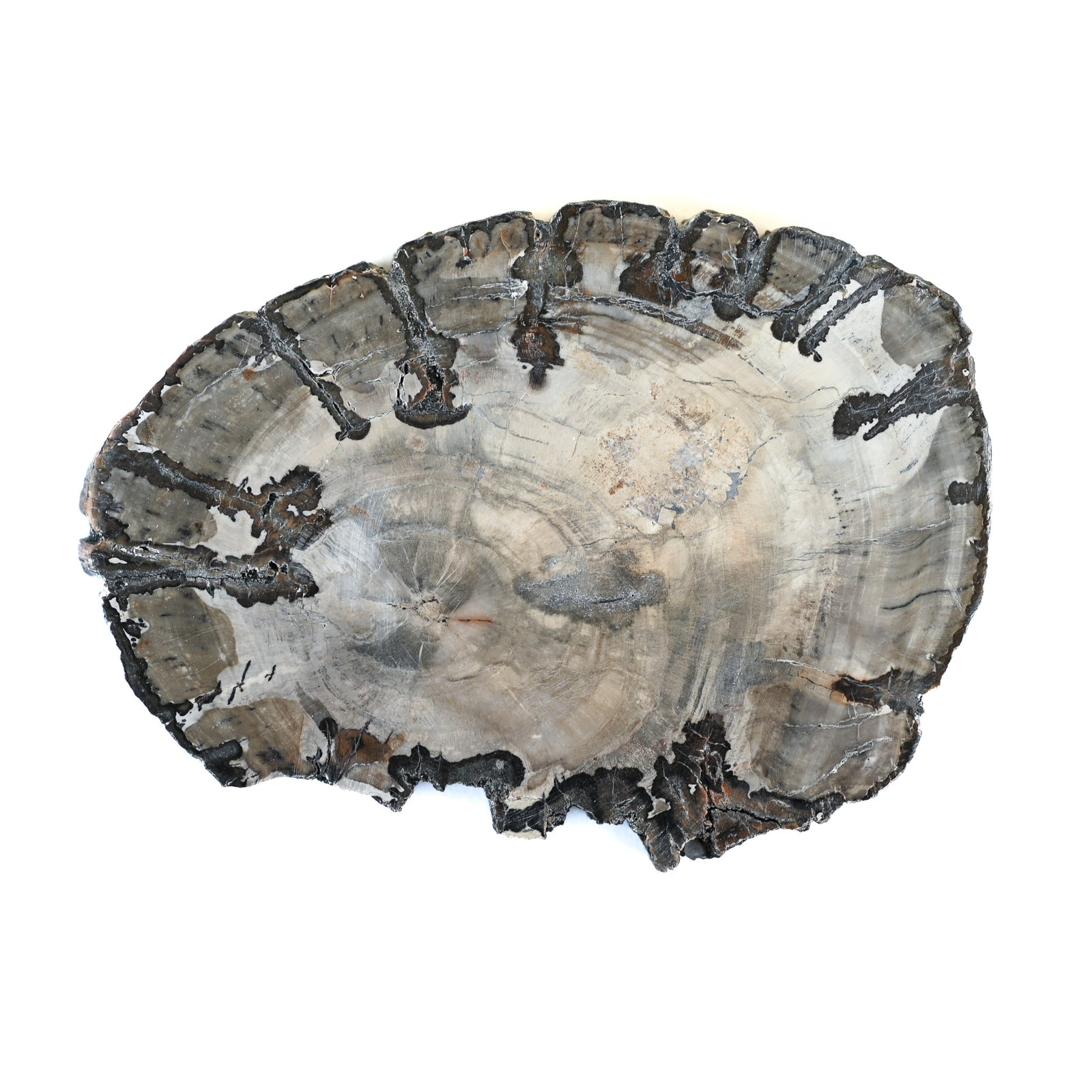 Bois fossilisé (bois pétrifié)