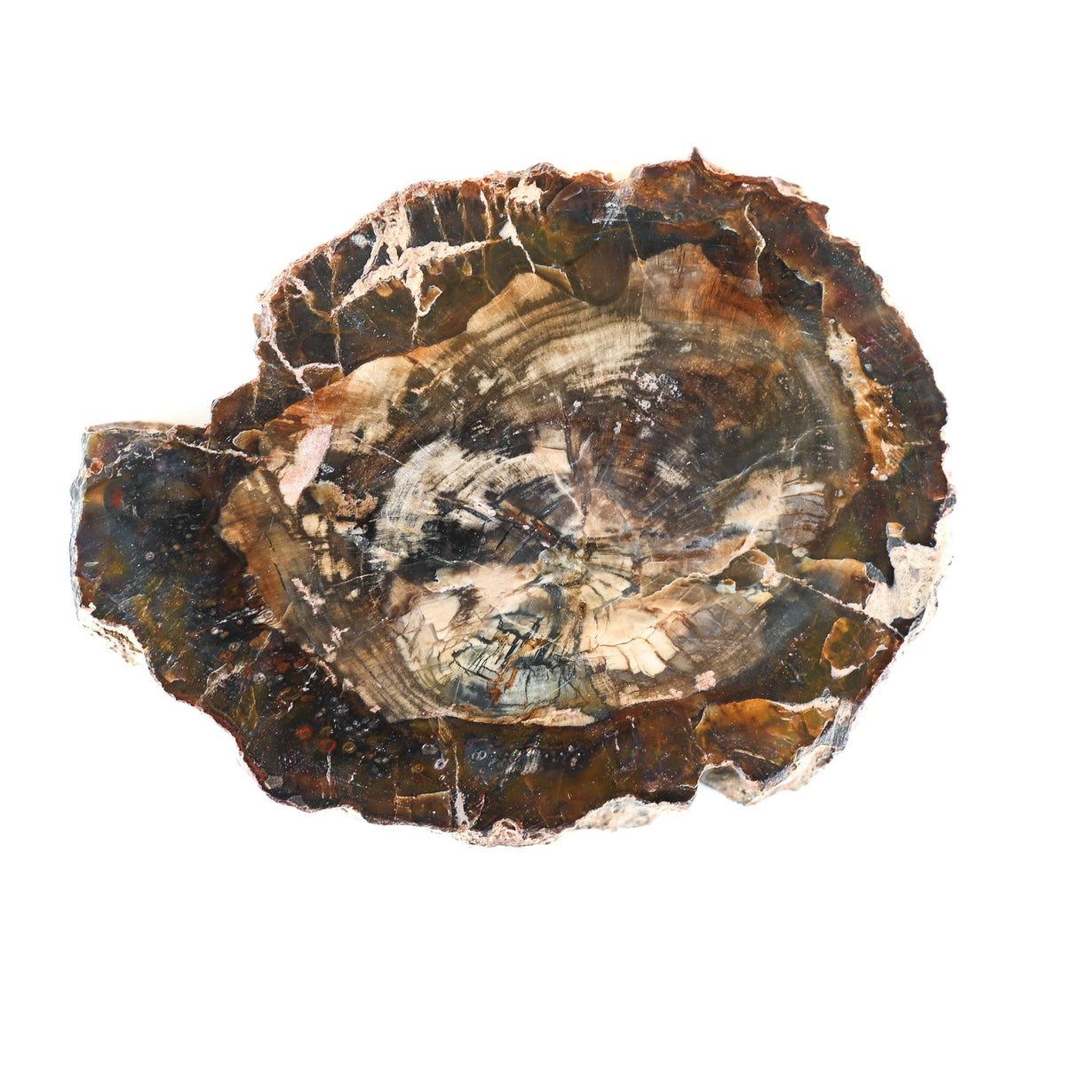 Bois fossilisé (bois pétrifié)