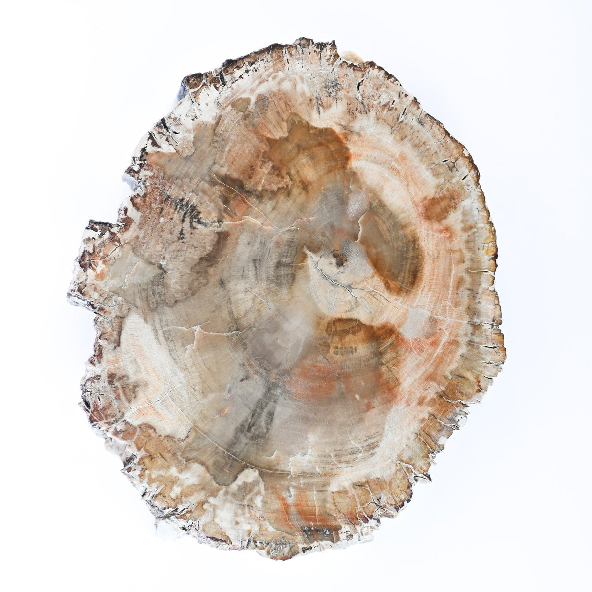 Bois fossilisé (bois pétrifié)