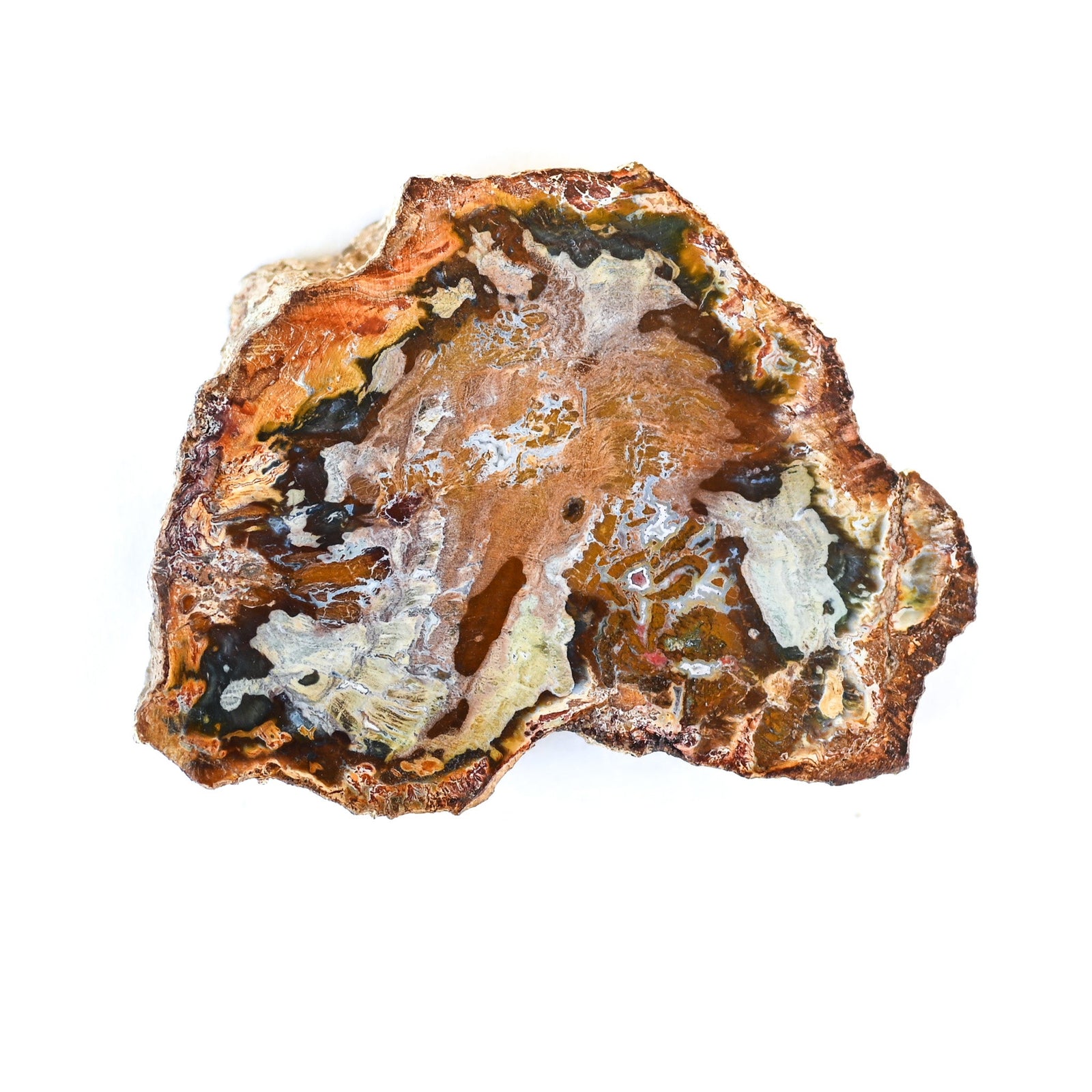 Bois fossilisé (bois pétrifié)