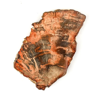 Bois fossilisé (bois pétrifié)
