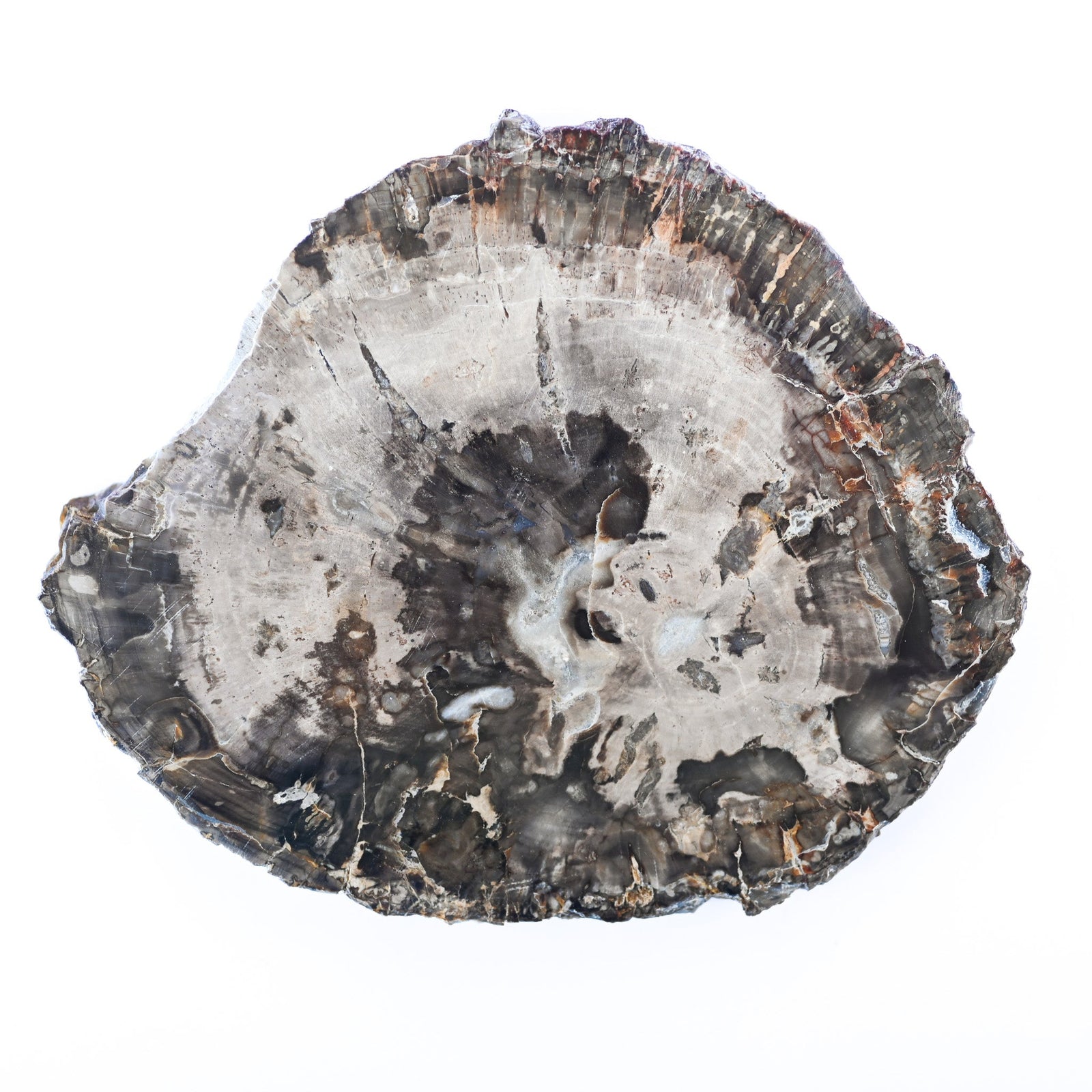 Bois fossilisé (bois pétrifié)