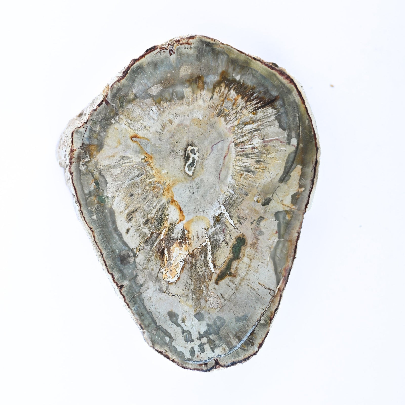 Bois fossilisé (bois pétrifié)