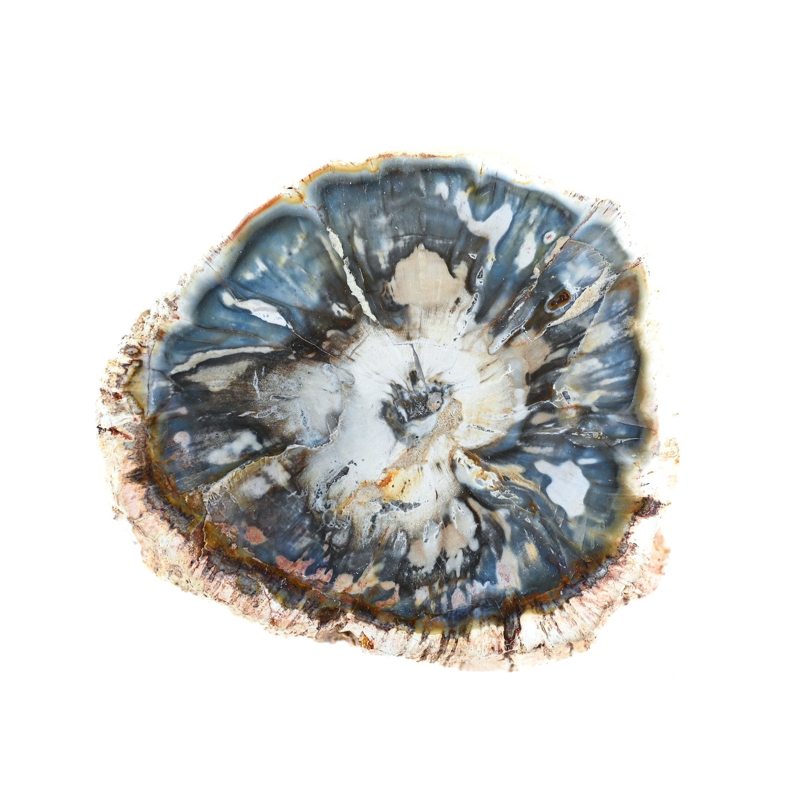 Bois fossilisé (bois pétrifié)