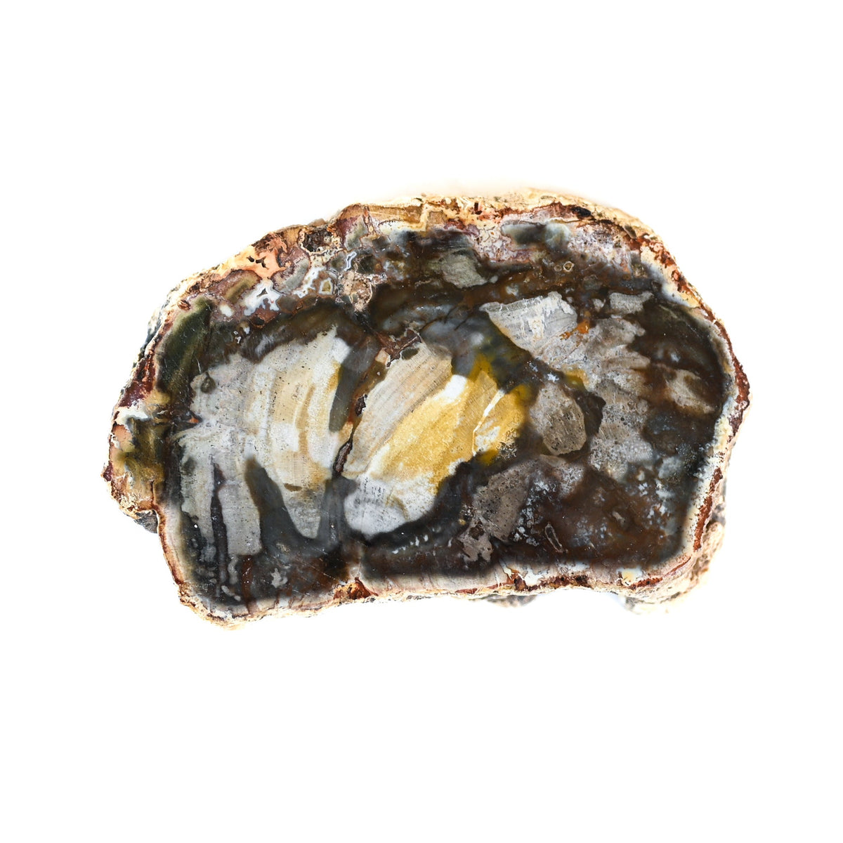 Bois fossilisé (bois pétrifié)