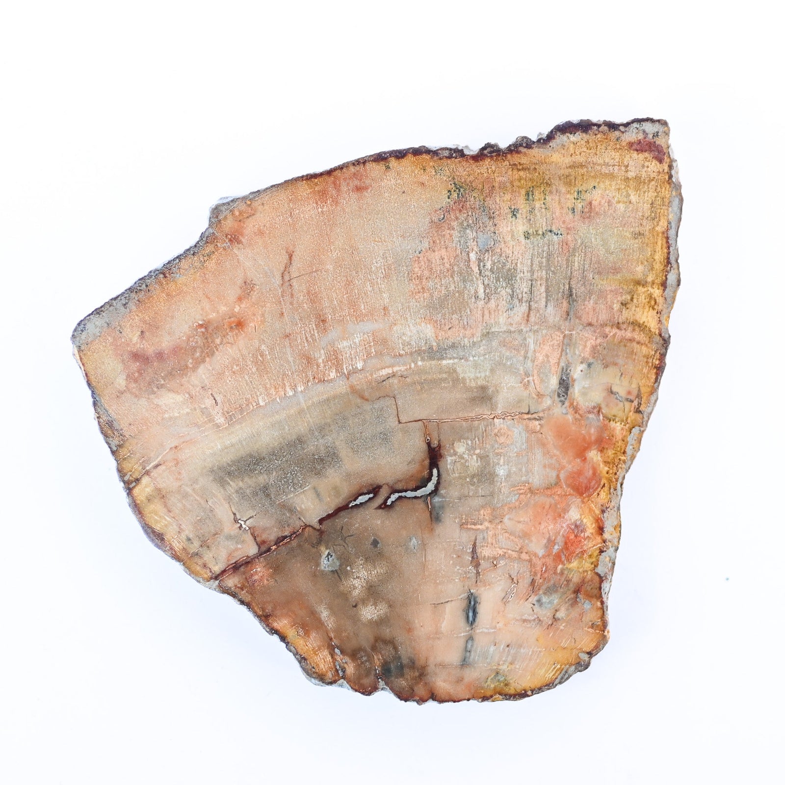 Bois fossilisé (bois pétrifié)