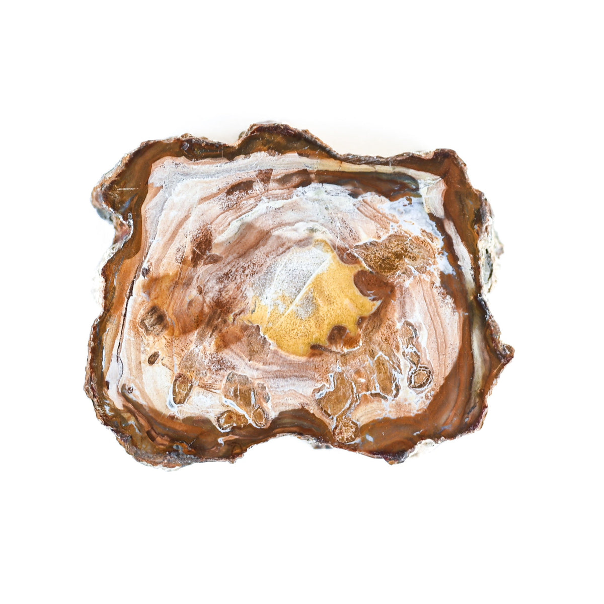 Bois fossilisé (bois pétrifié)