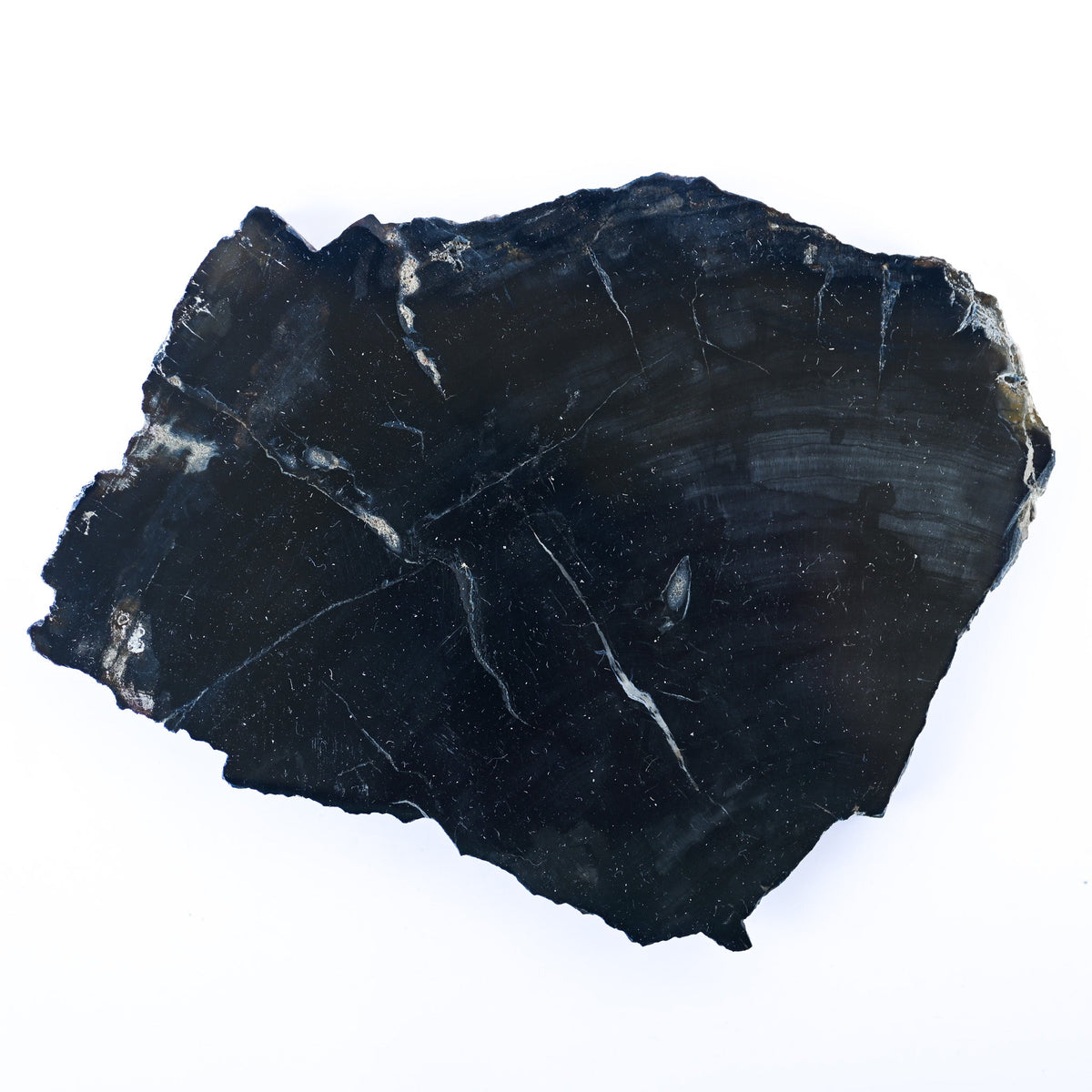 Bois fossilisé (bois pétrifié)