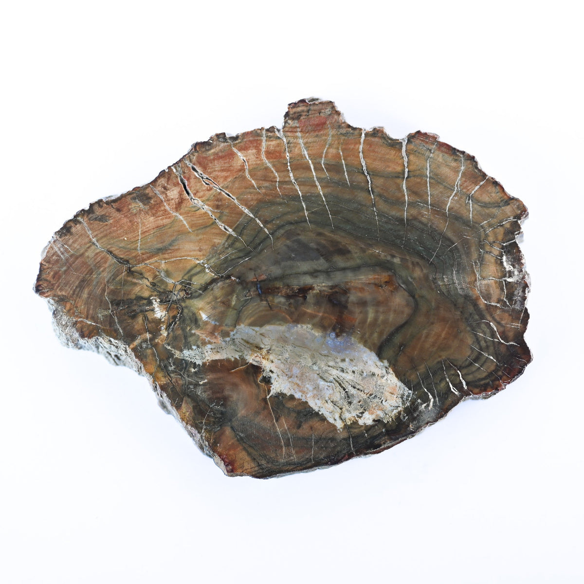 Bois fossilisé (bois pétrifié)