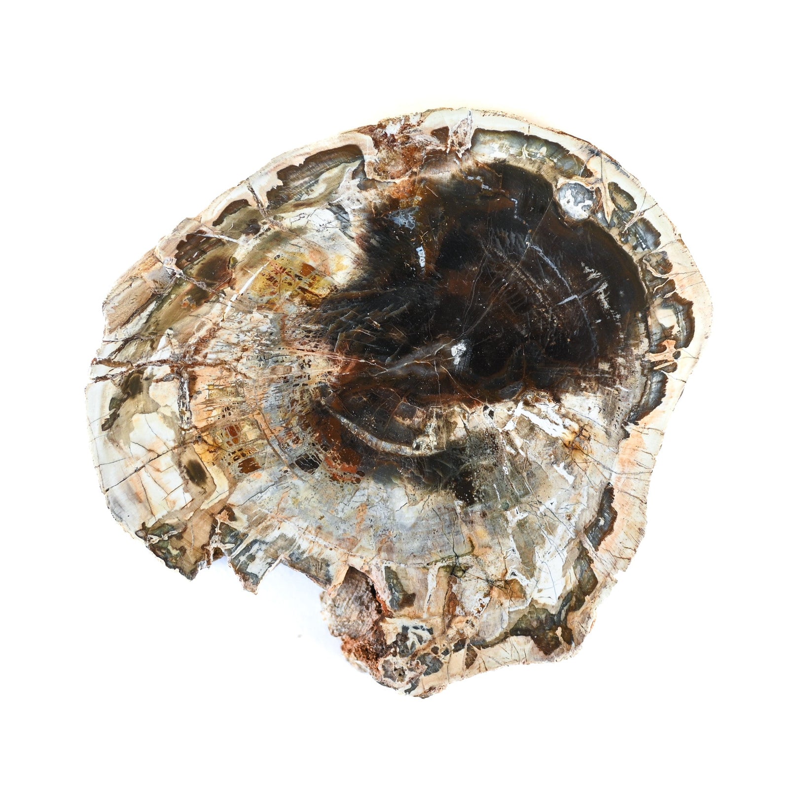 Bois fossilisé (bois pétrifié)