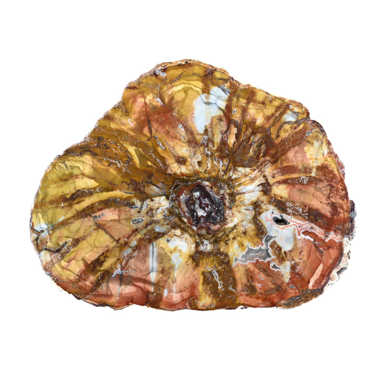 Bois fossilisé (bois pétrifié)