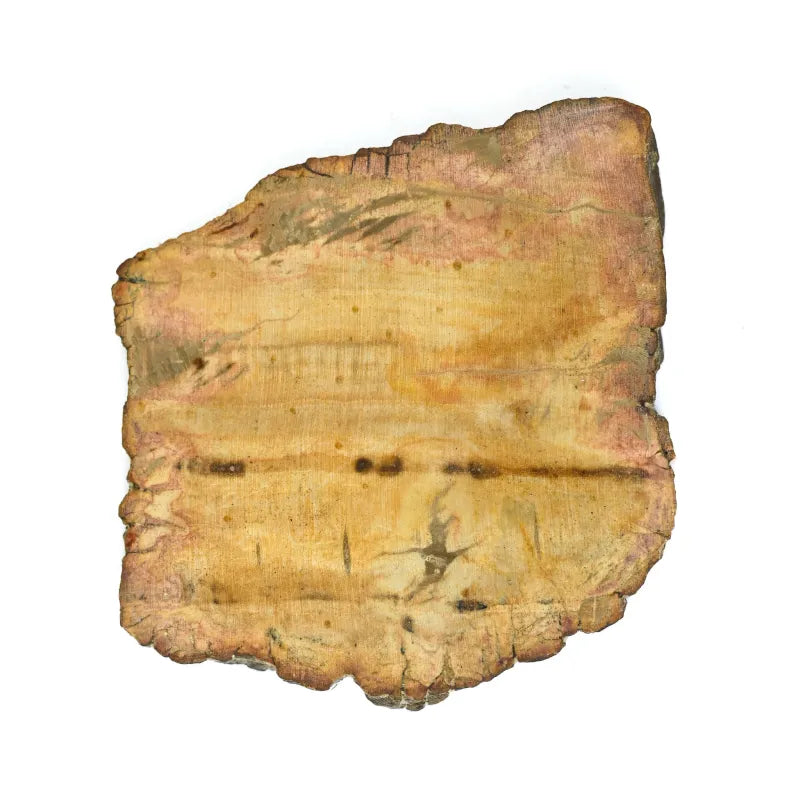 Bois fossilisé (bois pétrifié)