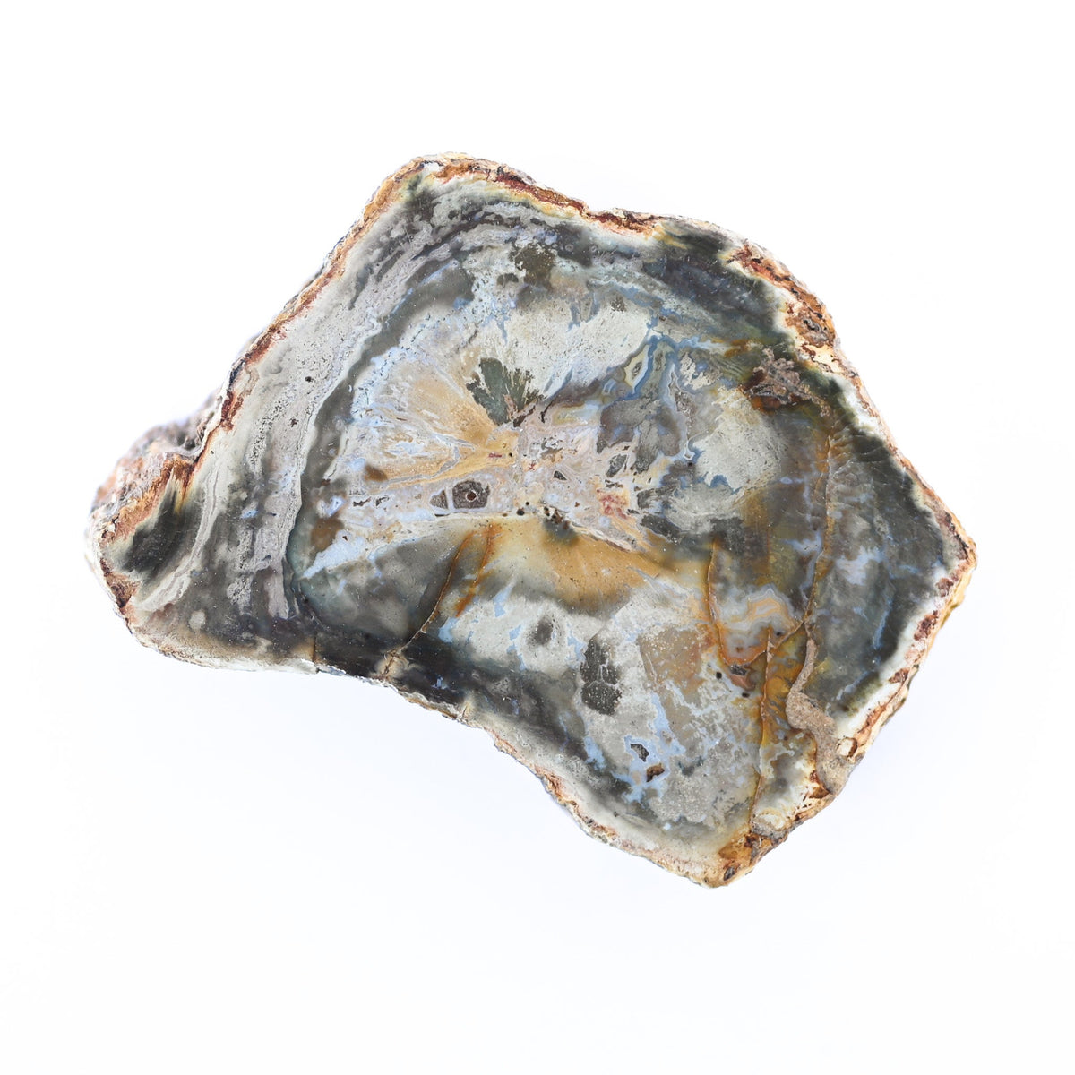 Bois fossilisé (bois pétrifié)