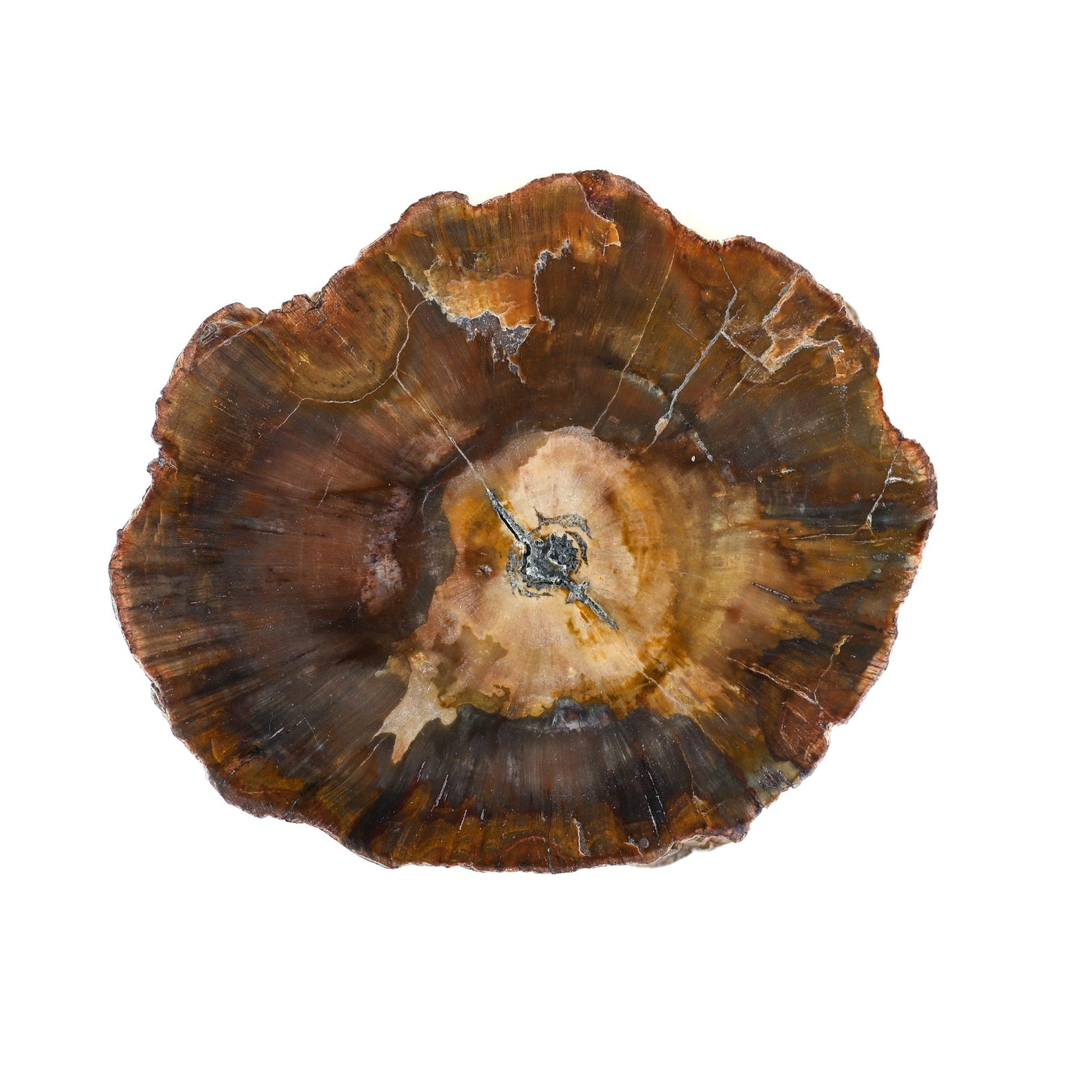 Bois fossilisé (bois pétrifié)