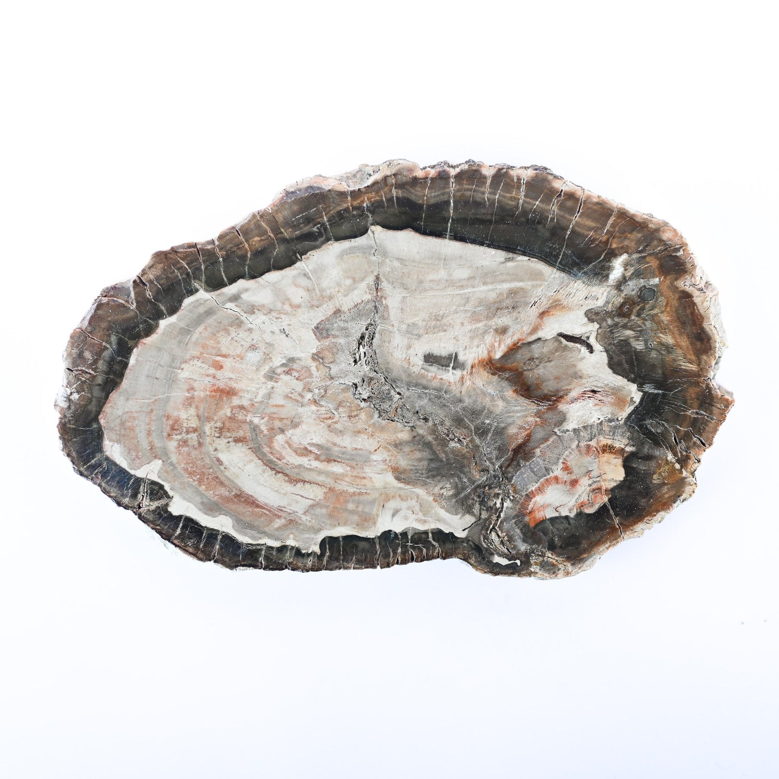 Bois fossilisé (bois pétrifié)