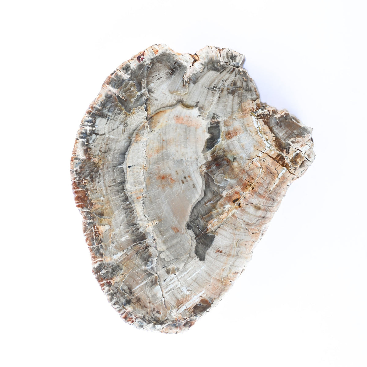 Bois fossilisé (bois pétrifié)