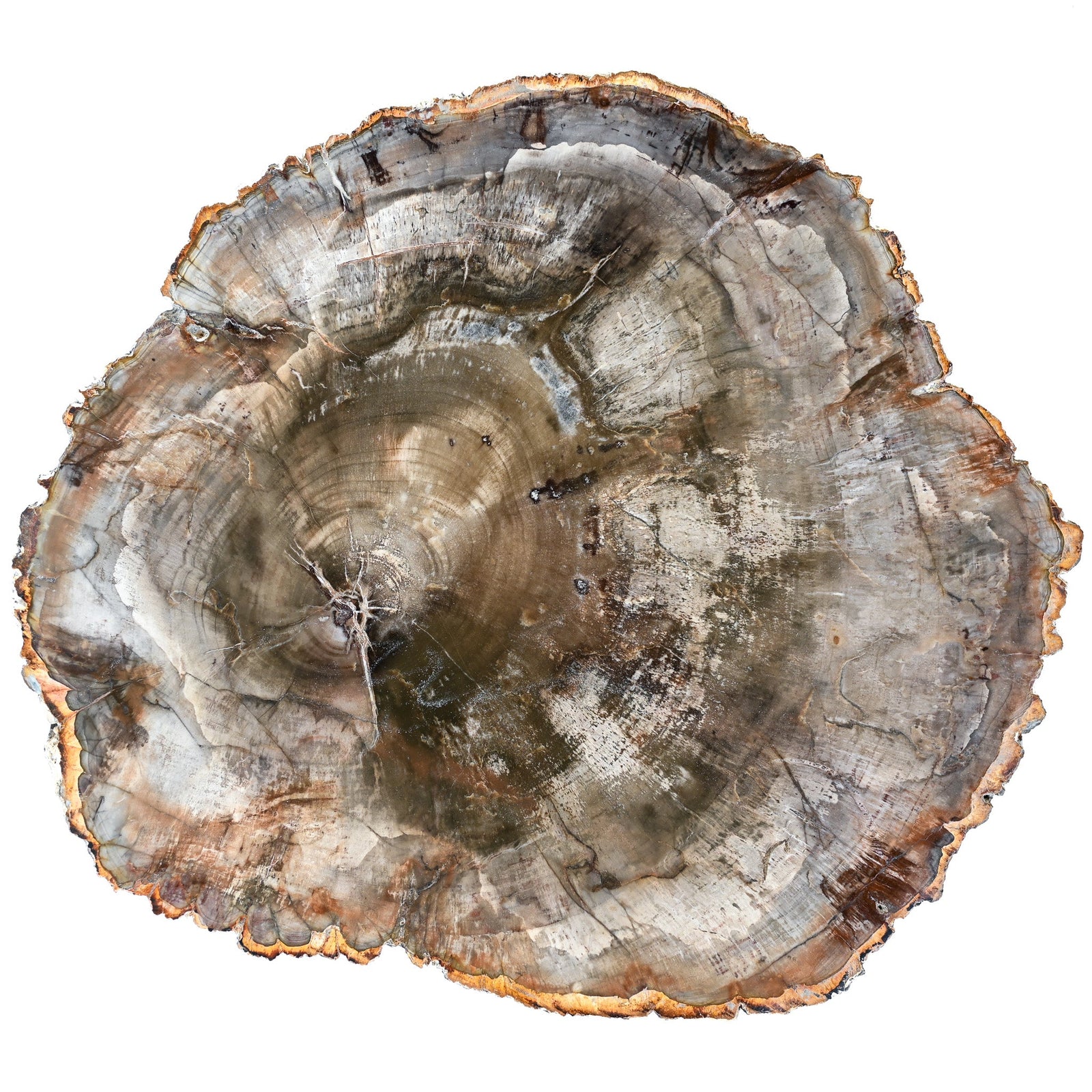 Bois fossilisé (bois pétrifié)