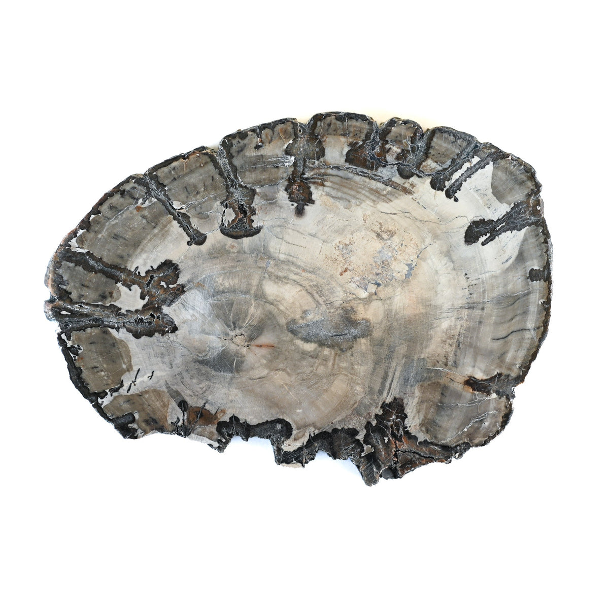 Bois fossilisé (bois pétrifié)