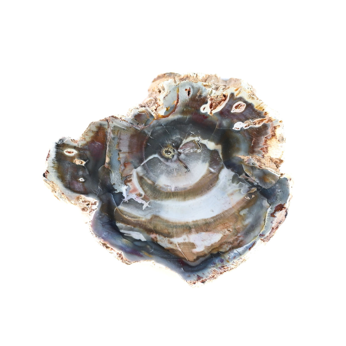 Bois fossilisé (bois pétrifié)