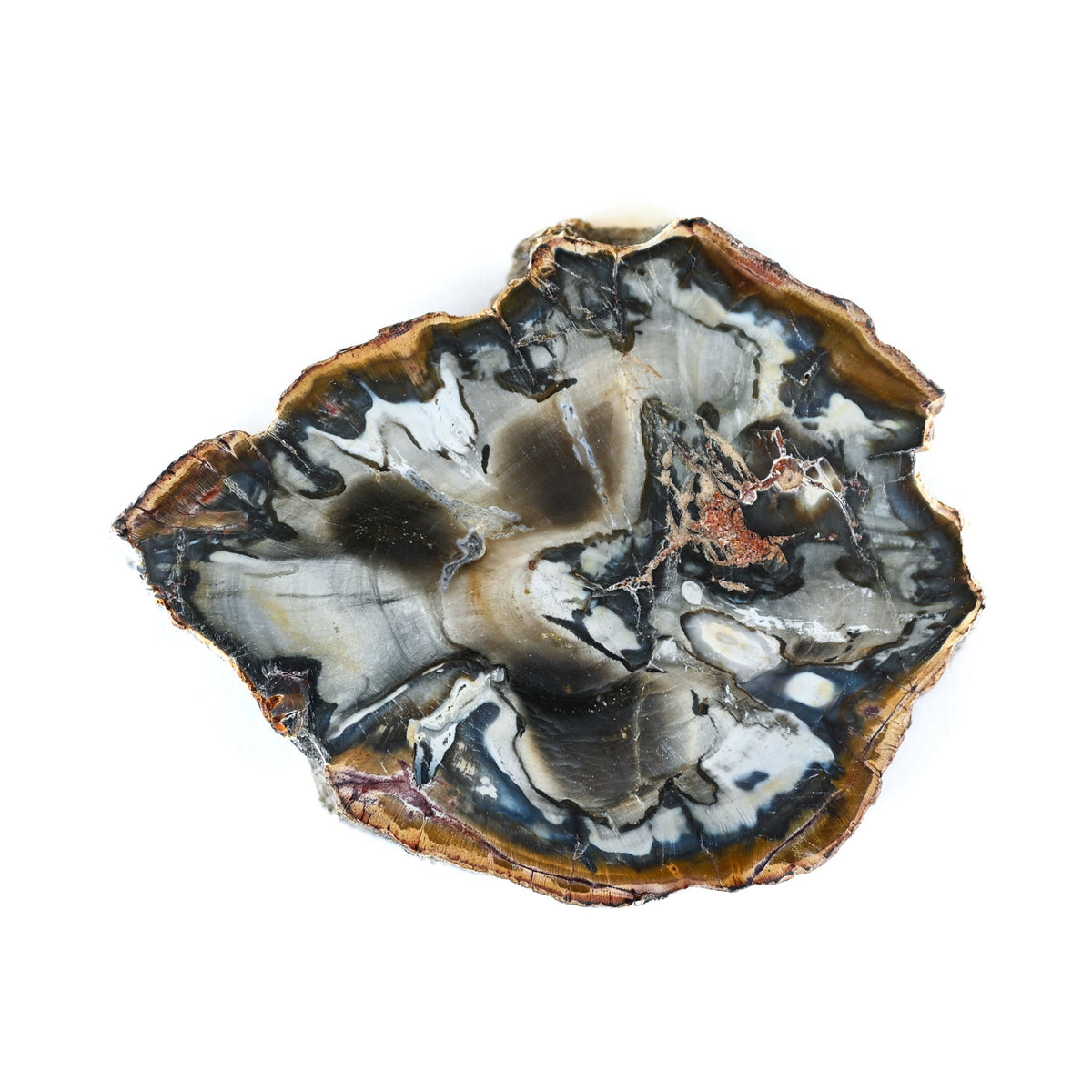 Bois fossilisé (bois pétrifié)