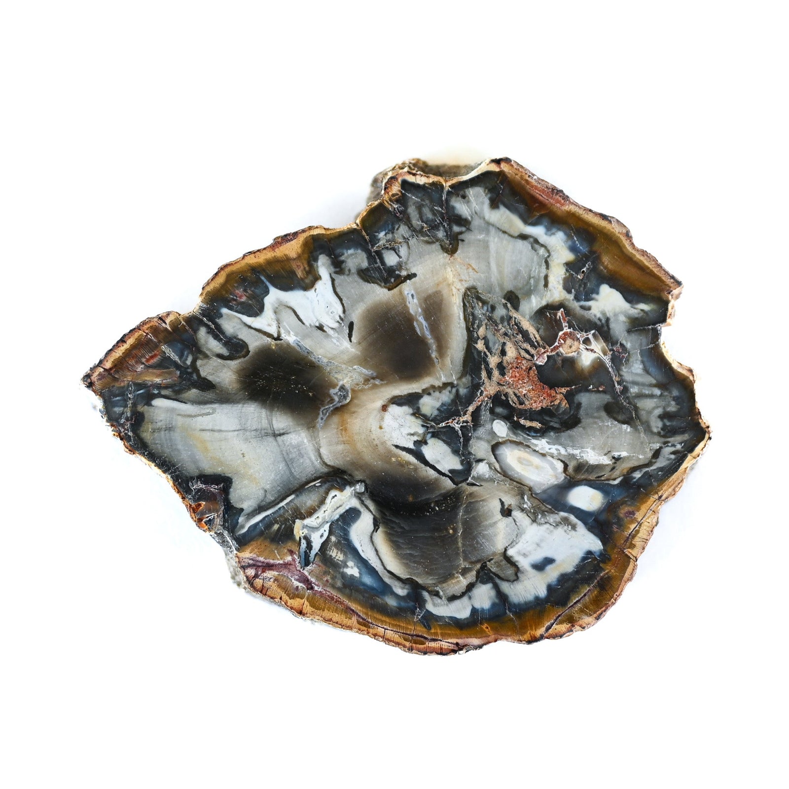 Bois fossilisé (bois pétrifié)