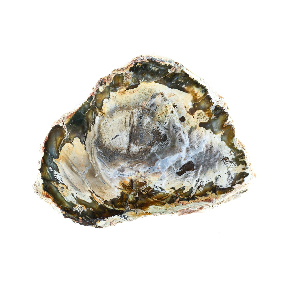 Bois fossilisé (bois pétrifié)