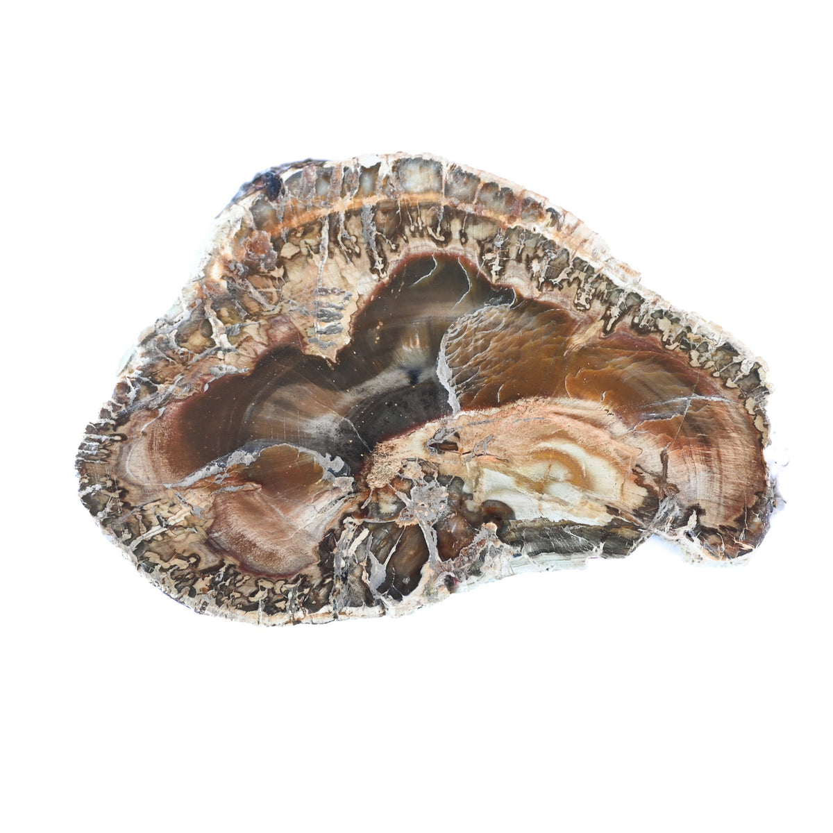 Bois fossilisé (bois pétrifié)