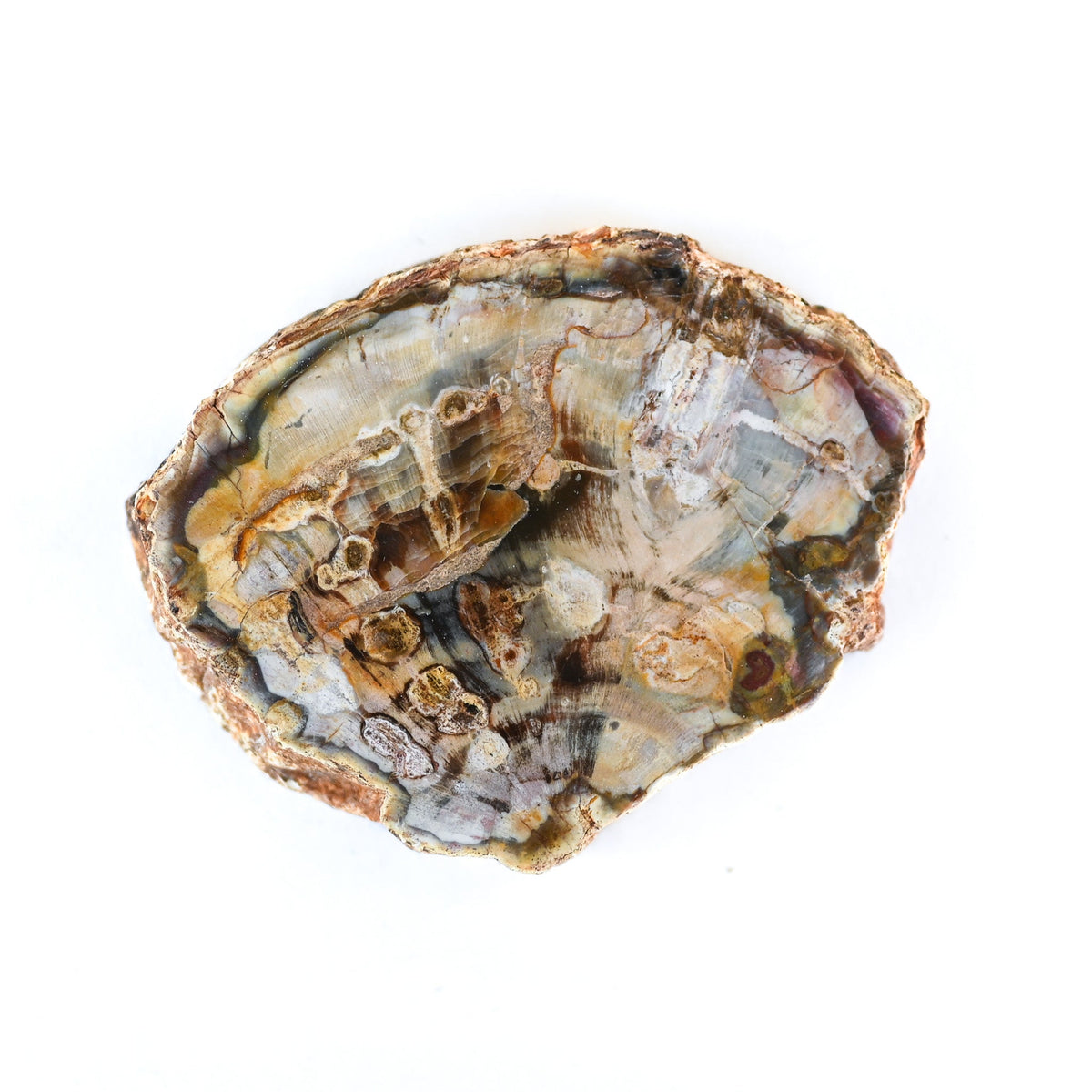 Bois fossilisé (bois pétrifié)