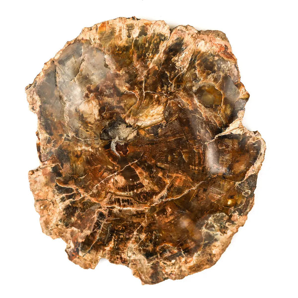 Bois fossilisé - Bois pétrifié: Géologie et Vertus