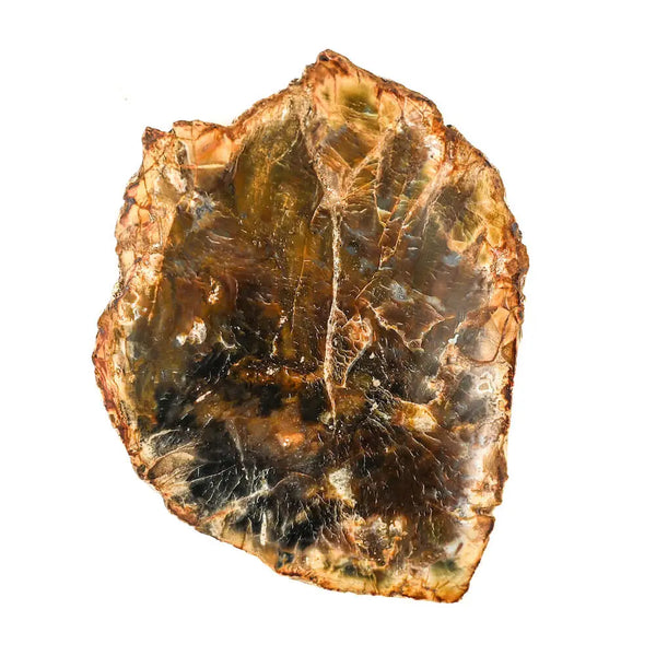 Bois fossilisé - Bois pétrifié: Géologie et Vertus