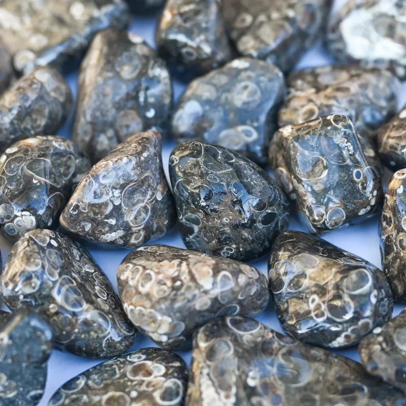 Pierre Agate Turitelle