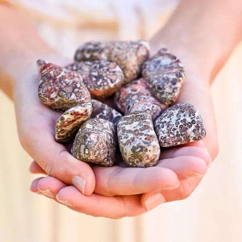 Pierre Jaspe léopard