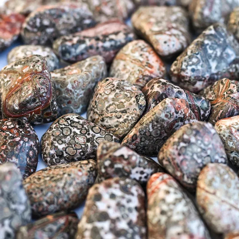 Pierre Jaspe léopard