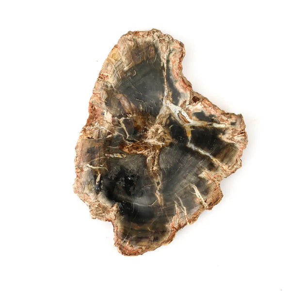 Bois fossilisé - Bois pétrifié: Géologie et Vertus