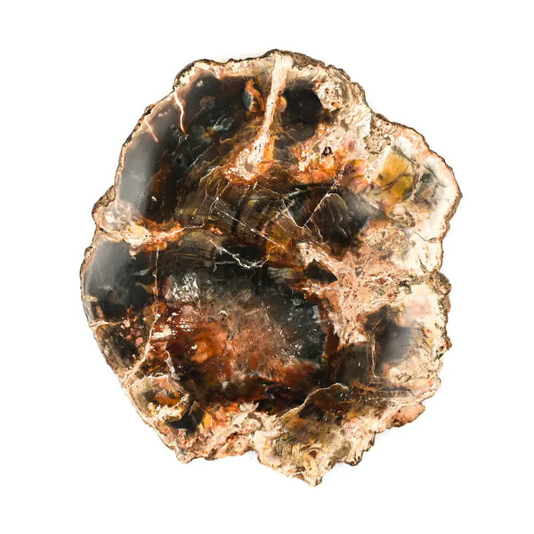 Bois fossilisé - Bois pétrifié: Géologie et Vertus