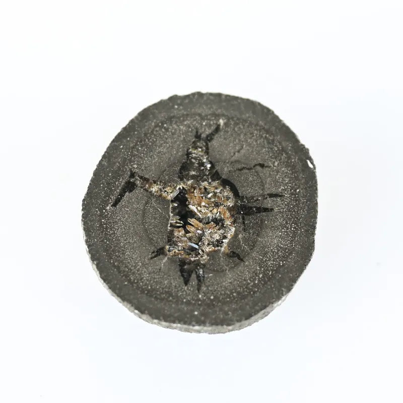 Septaria de France