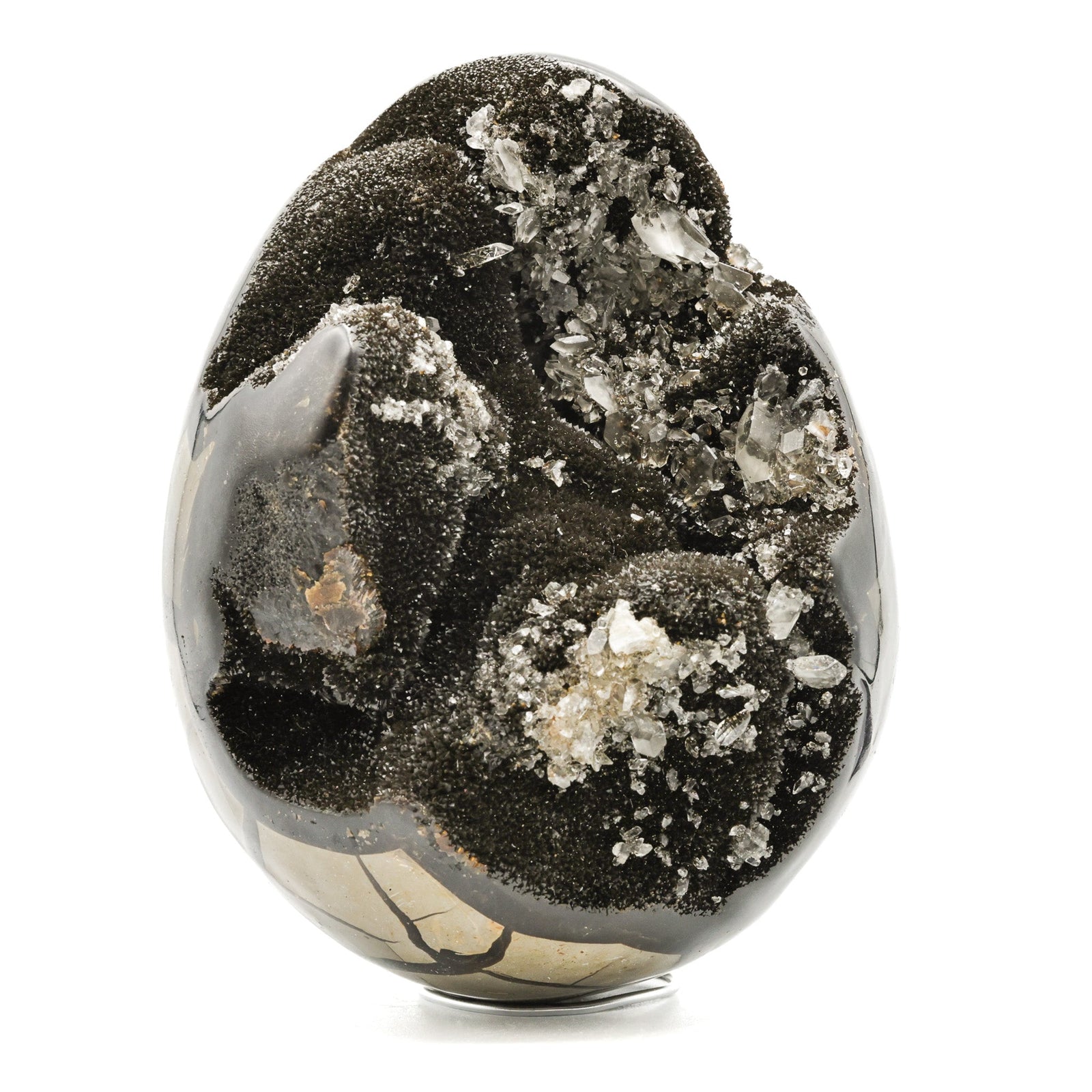 Septaria sauvage