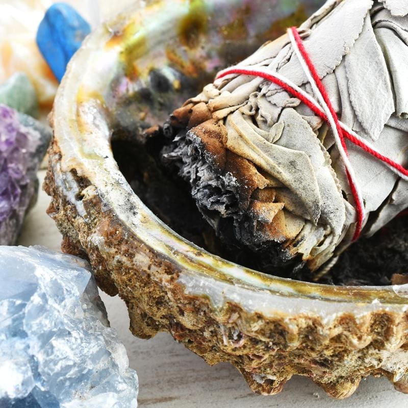 Abalone naturel (Ormeau) | Univers Minéral