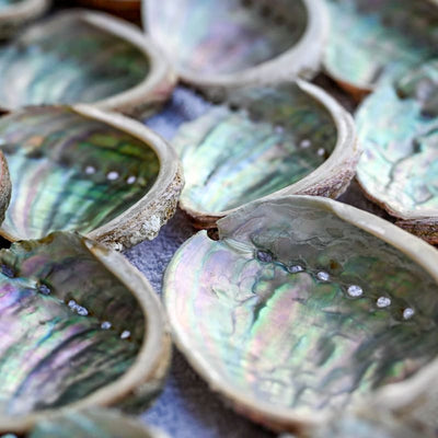 Abalone naturel (Ormeau) | Univers Minéral