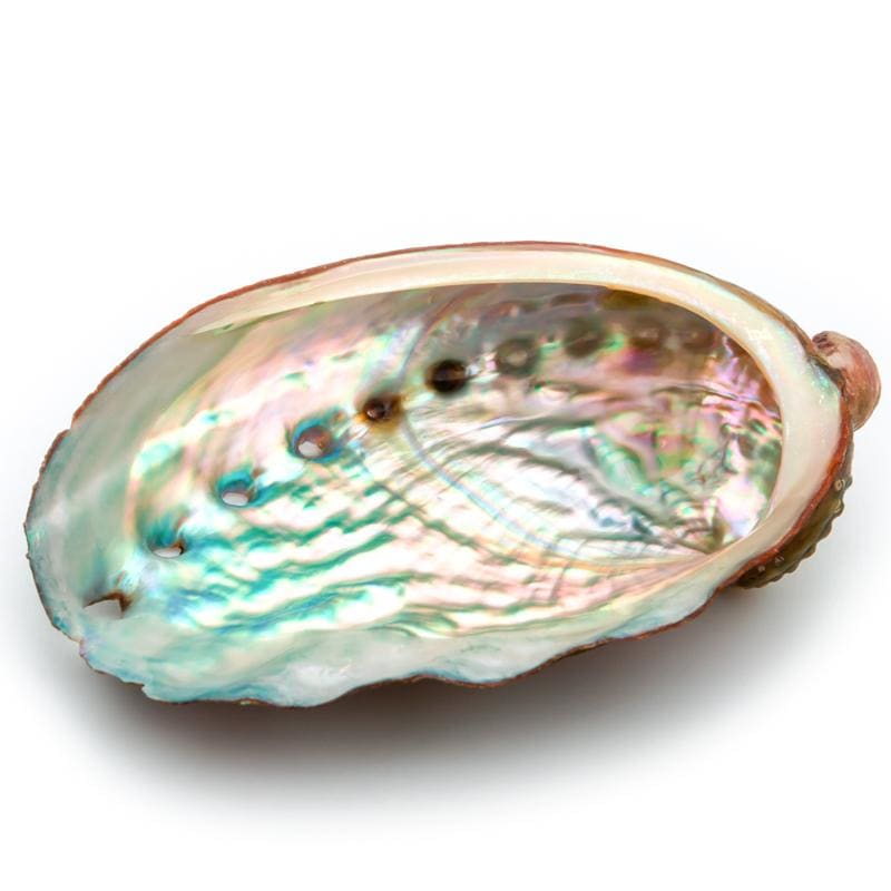 Abalone naturel (Ormeau) | Univers Minéral