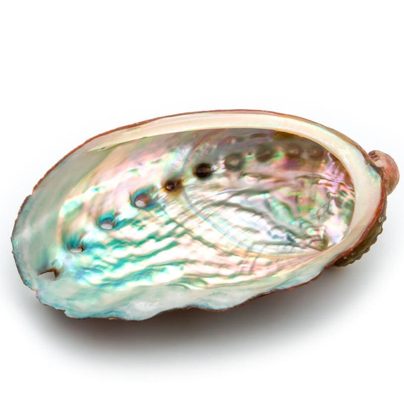 Abalone naturel (Ormeau)